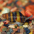 Assassin Snail (Clea helena) - Small/Medium
