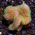 Neon Green Polyp Toadstool Leather Coral (Sarcophyton sp.)