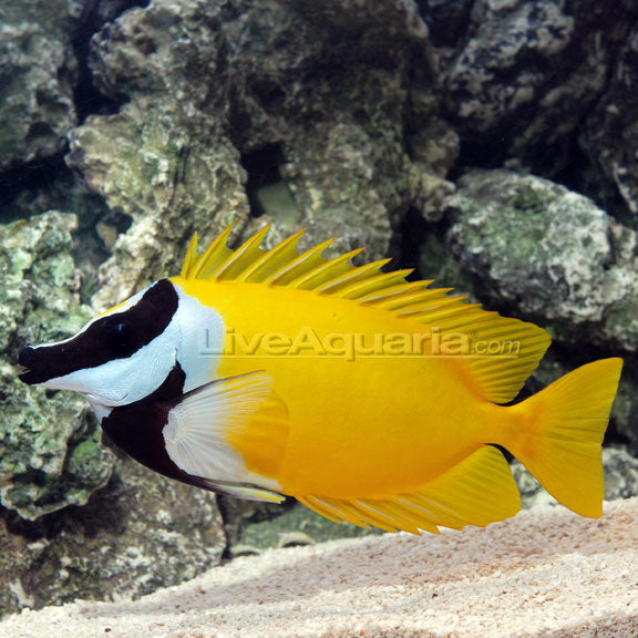 Foxface Rabbitfish (Siganus vulpinus)