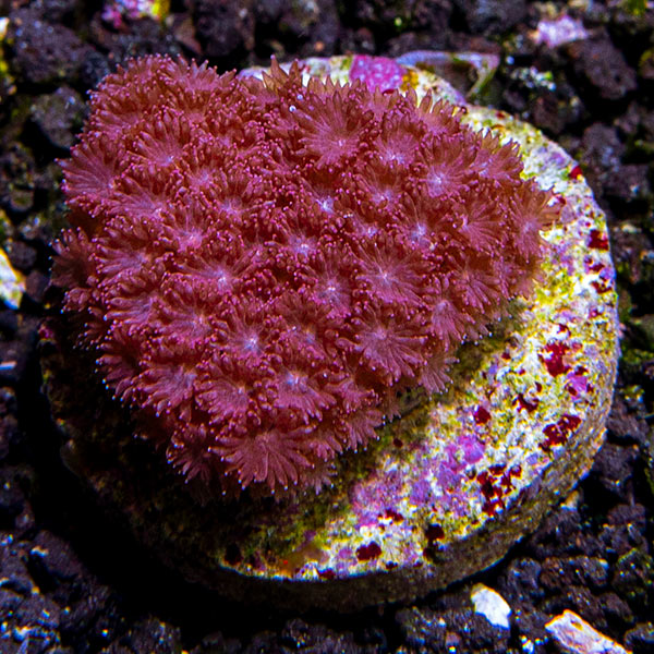 Lagun Glow Goniopora