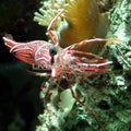 Camel Shrimp (Rhynchocinetes sp.)
