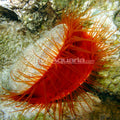 Flame Scallop (Ctenoides scaber)