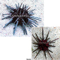 Pencil Urchin (Eucidaris tribuloides)