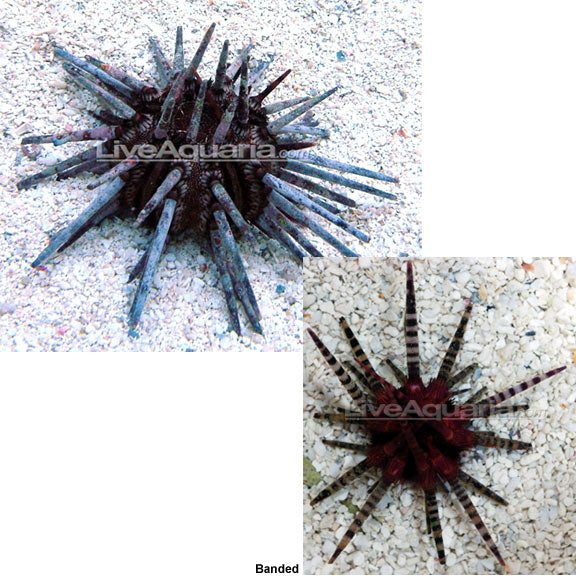 Pencil Urchin (Eucidaris tribuloides)