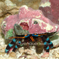 Electric Blue Hermit Crab (Calcinus elegans)