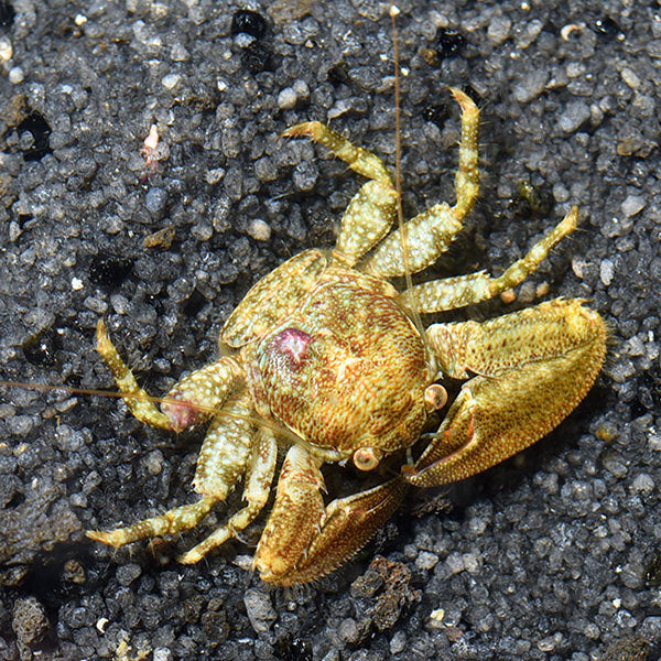 Caribbean Porcelain Crab
