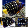 Chrysurus Angelfish (Pomacanthus chrysurus)