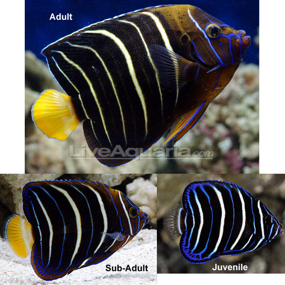 Chrysurus Angelfish (Pomacanthus chrysurus)