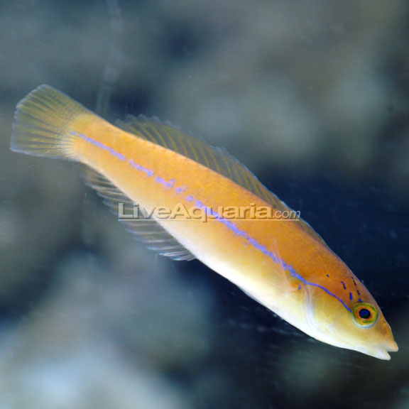 Yellow Head Wrasse (Halichoeres garnoti)