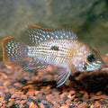 Green Terror Cichlid (Andinoacara sp.)
