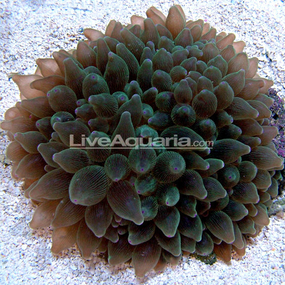 Green Bubble Tip Anemone (Entacmaea quadricolor)