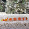 Aurora Pink Bar Shrimp Goby (Amblyeleotris aurora)