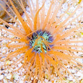 Tube Anemone (Cerianthus sp.)
