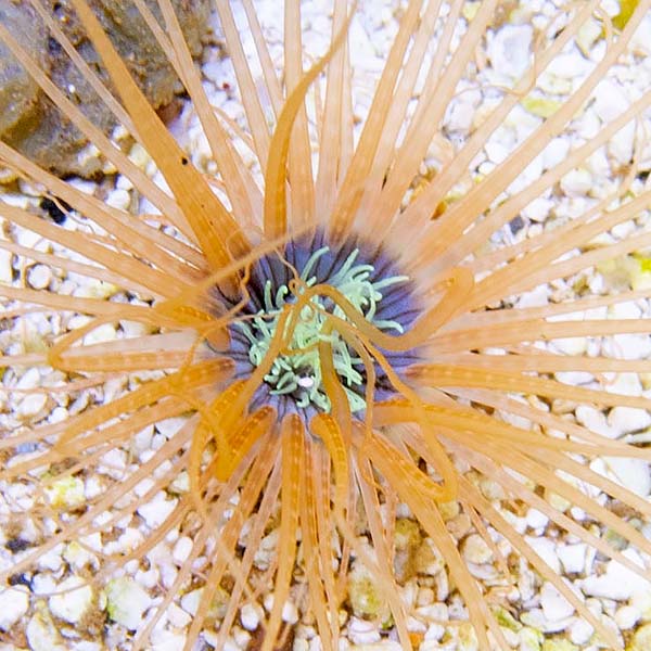 Tube Anemone (Cerianthus sp.)