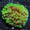 Granny Smith Goniopora