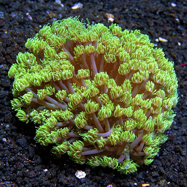 Granny Smith Goniopora