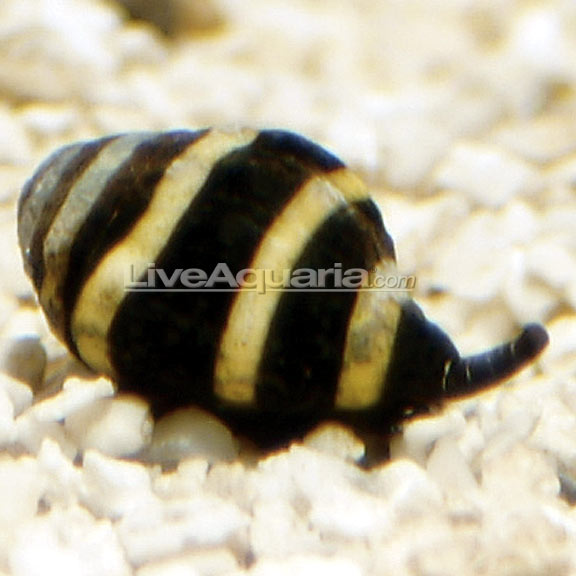 Bumble Bee Snail (Engina mendicaria)