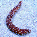 Tiger Tail Sea Cucumber