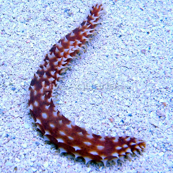 Tiger Tail Sea Cucumber