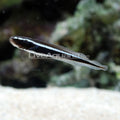 Engineer Goby (Pholidichthys leucotaenia)