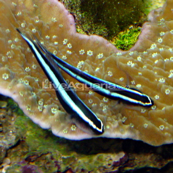 Neon Cleaner Goby (Elacatinus oceanops)