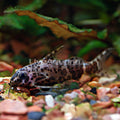Upside Down Catfish (Synodontis sp.)