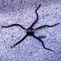 Banded Serpent Star