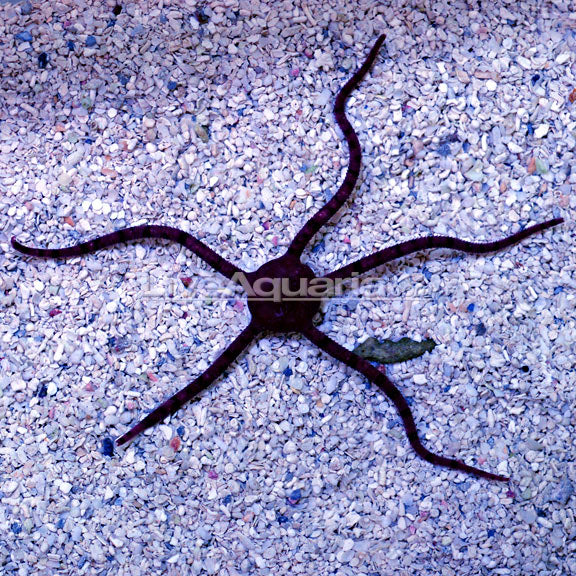Banded Serpent Star