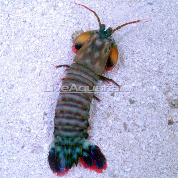 Peacock Mantis Shrimp (Odontodactylus scyllarus)
