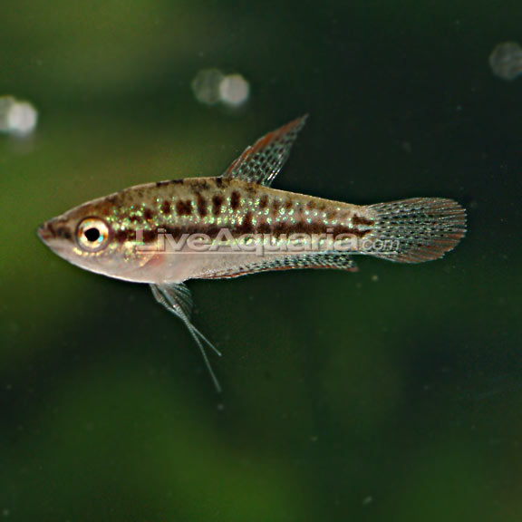 Sparkling Gourami (Trichopsis pumila)