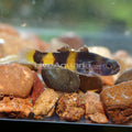 Bumble Bee Goby (Brachygobius sp.)