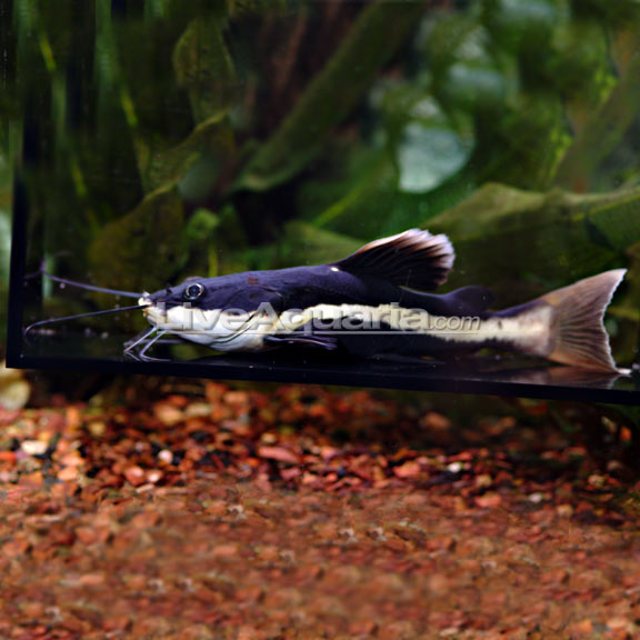 S.A. Redtail Catfish (Phractocephalus hemioliopterus)