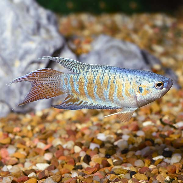 Blue Paradise Gourami (Macropodus opercularis)