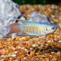 Blue Paradise Gourami (Macropodus opercularis)