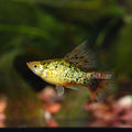 Assorted High-Fin Platy - Medium/Large