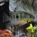 Firemouth Meeki (Thorichthys meeki)