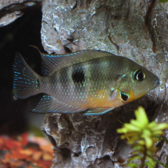 Firemouth Meeki (Thorichthys meeki)