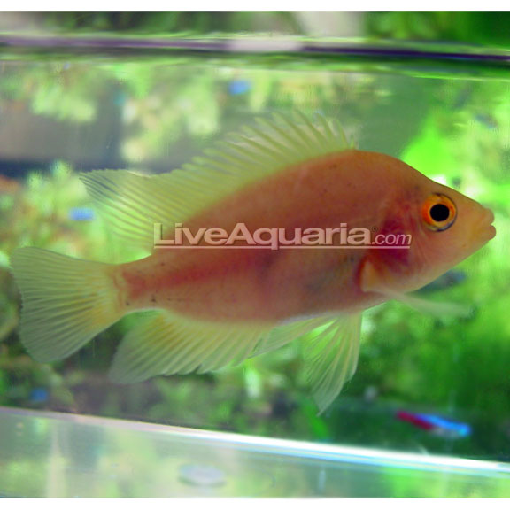 Red Devil Cichlid (Amphilophus labiatus)