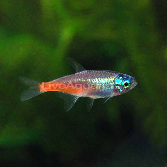 Diamond Head Neon Tetra (Paracheirodon innesi)