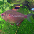Bleeding Heart Tetra (Hyphessobrycon erythrostigma)