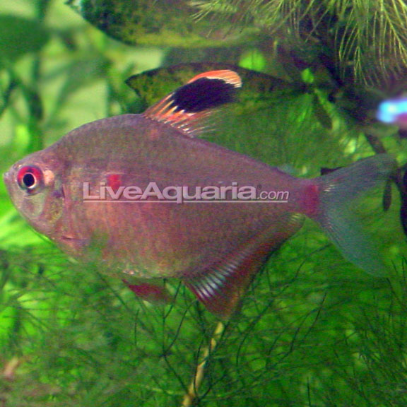 Bleeding Heart Tetra (Hyphessobrycon erythrostigma)