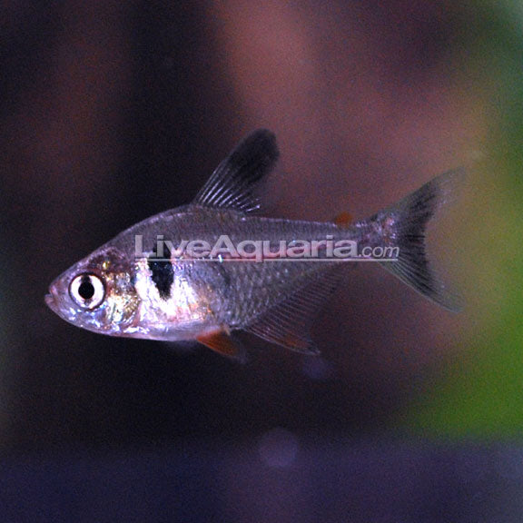 Black Phantom Tetra (Hyphessobrycon megalopterus)