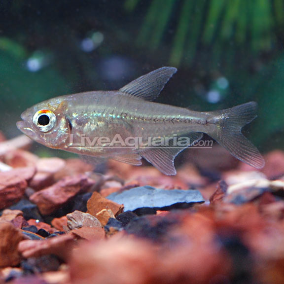 Diamond Tetra (Moenkhausia pittieri)