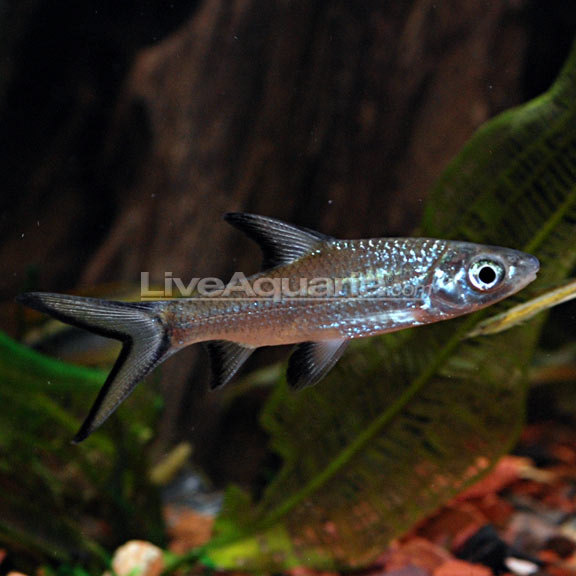 Bala Shark / Tricolor Shark (Balantiocheilos melanopterus)