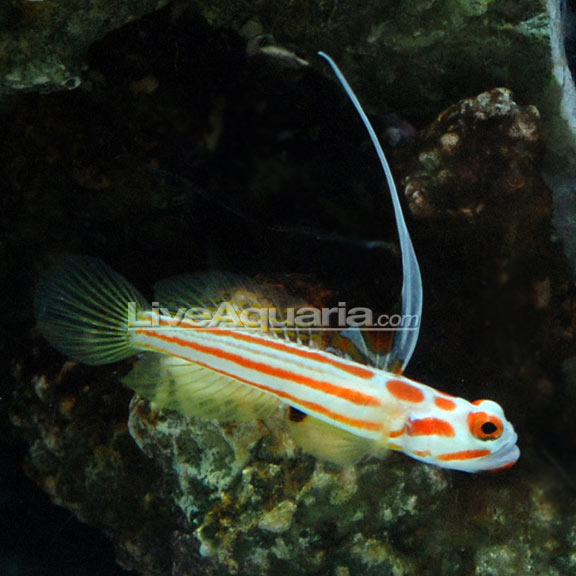 Yasha Hase Shrimp Goby (Stonogobiops yasha)