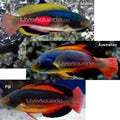 Scott's Fairy Wrasse (Cirrhilabrus scottorum)