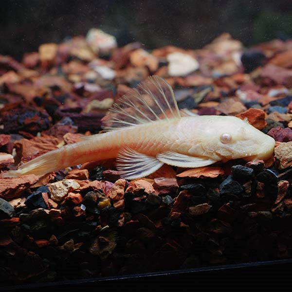 Albino Bushynose Pleco (Ancistrus sp.)