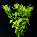 Bacopa Caroliniana