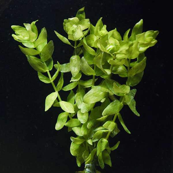 Bacopa Caroliniana