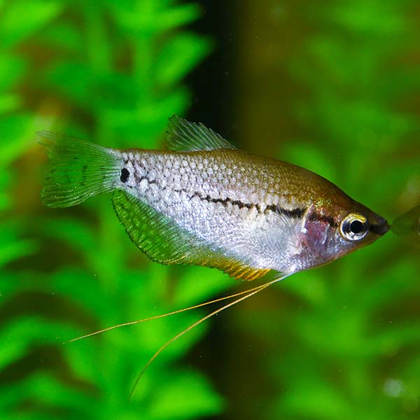 Pearl Gourami (Trichopodus leerii)